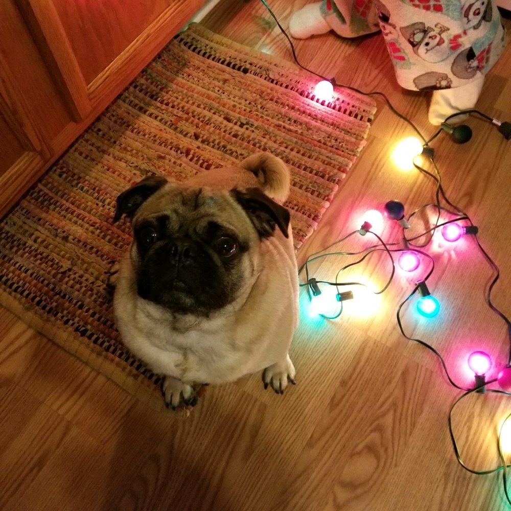 Meet your Posher, Noelle